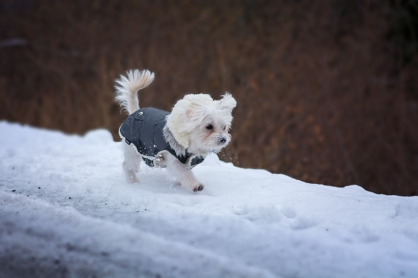 5 of the Best Health and Winter Weather Safety Tips for Your Pet