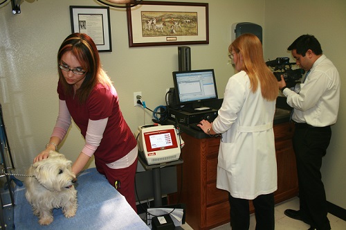 Cold Laser Therapy at Windmill Animal Hospital