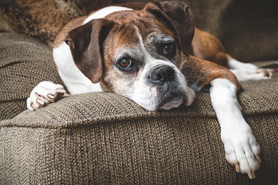 7 Tips for Giving Your Senior Dog the Best Possible Care