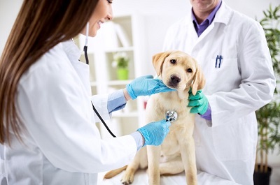 How to Find the Best Veterinarian in Abilene, Texas