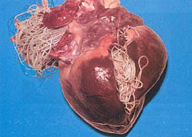 heartworm contagious to other dogs