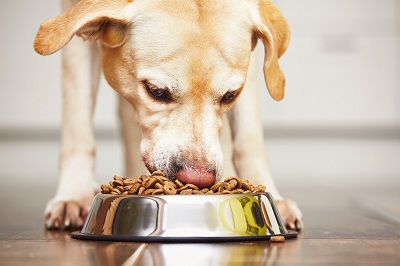 Pet Care in Abilene: 5 Useful Tips on Feeding Your Dog