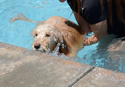 How to keep dogs cool