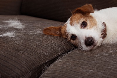 Pet Care in Abilene: 7 Signs Your Pet Has Seasonal Allergies