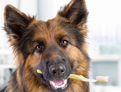 The Importance of Your Pet's Dental Cleaning in Abilene, TX