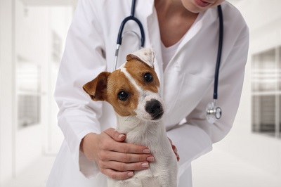 Puppy Shots: What vaccinations are needed?