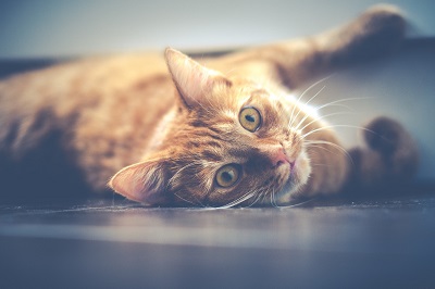 Pet Care in Abilene: 4 Symptoms Your Cat Needs A Diabetic Check-Up Now
