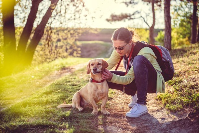 A Guide to Spotting Symptoms of Tick Fever and Other Tick Borne Illnesses in Dogs