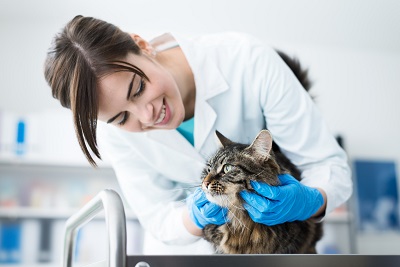 All Vet Clinics Are Not the Same: How to Find the Best Vet For Your Pet In Abilene, Texas