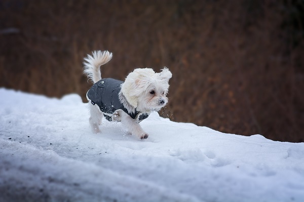 Winter Weather Safety Tips