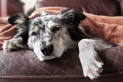 The Top Sign Your Dog in Abilene, Texas Has Worms