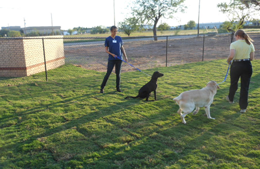 huge back yard surrounded by a secure five foot high fence