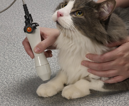 Cat Laser Therapy